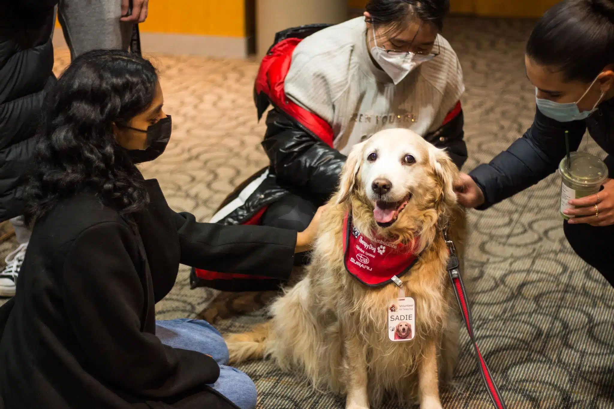 Three people wearing face masks are gathered around a golden retriever with a bandana and a name tag that reads "Sadie" at one of Catherine's top WUSA events. The dog sits calmly on the carpeted floor as the individuals pet and admire her, while one person holds a drink.