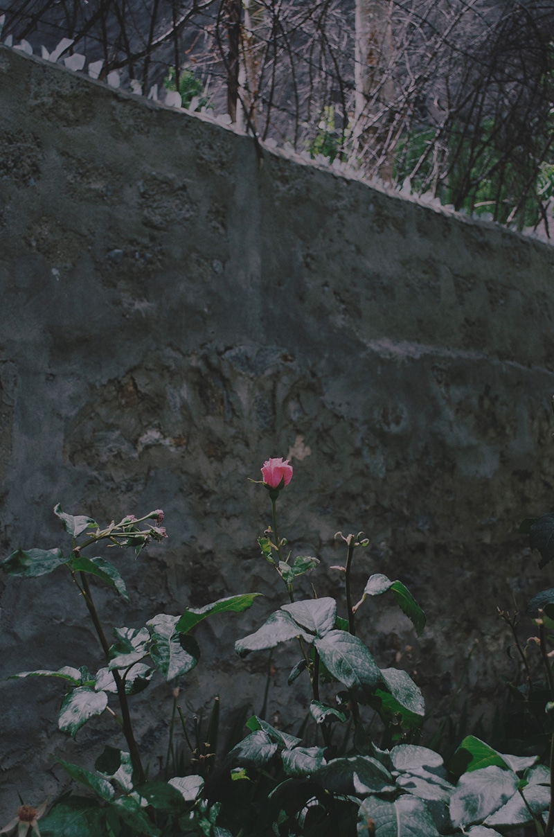 A solitary pink rose blooms against a backdrop of large green leaves. The flower stands out in front of a worn stone wall with a top layer of intricate white fencing. Sunlight filters through the branches above, casting shadows on the scene.