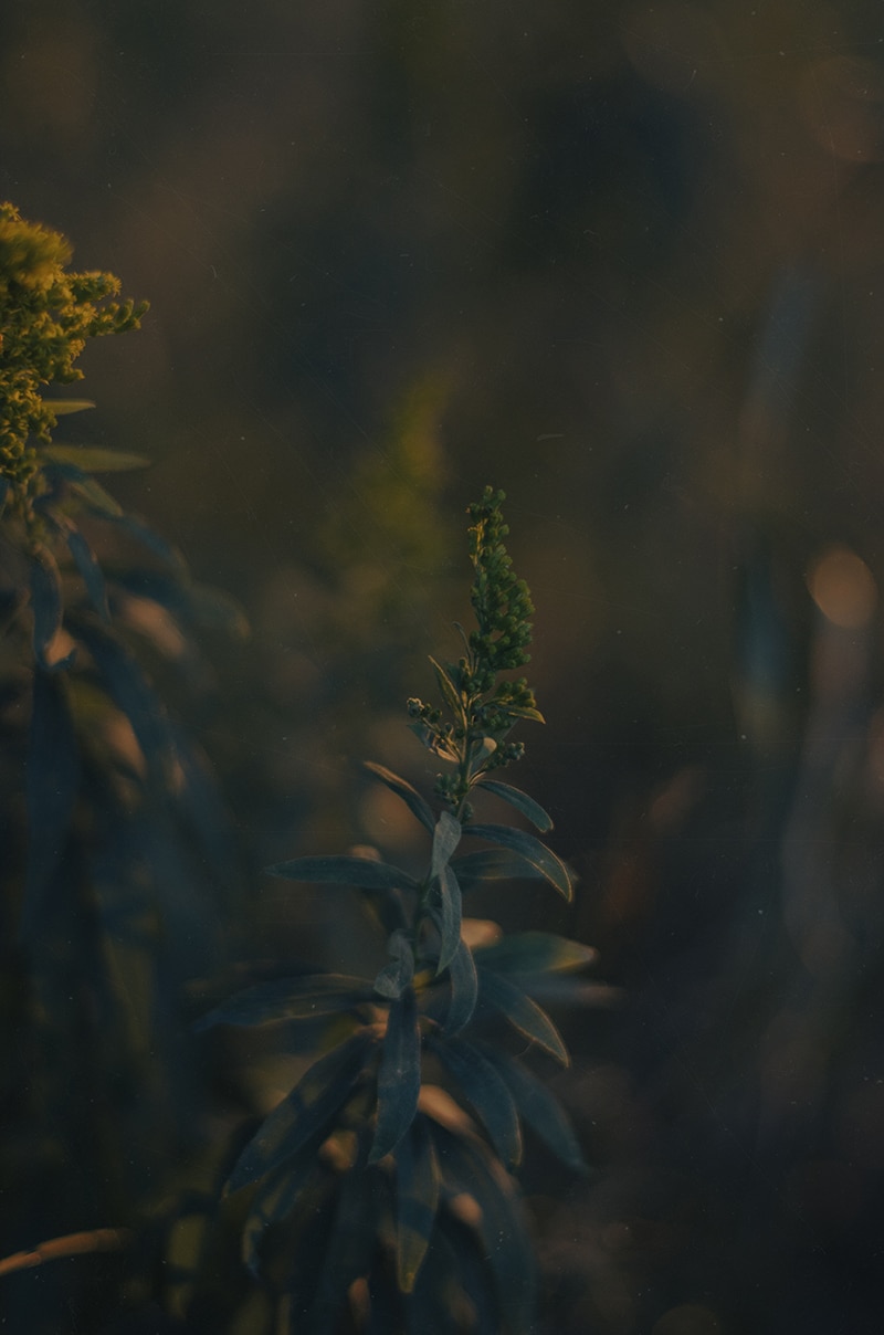 Close-up of a green plant with narrow leaves and small flower clusters, coated in morning dew, set against a blurred background with muted lighting. The image has a soft, moody atmosphere, emphasizing the intricate details of the plant.