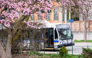 A transit bus with the route number 209 is passing by a garden with pink blossoming trees. In the background, there is a brick building with green-framed windows and a wooden fence. Despite the vibrant spring foliage, there's an air of quiet response due to the ongoing GRT Bus Strike.