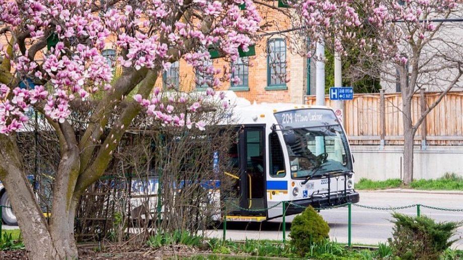 A transit bus with the route number 209 is passing by a garden with pink blossoming trees. In the background, there is a brick building with green-framed windows and a wooden fence. Despite the vibrant spring foliage, there's an air of quiet response due to the ongoing GRT Bus Strike.