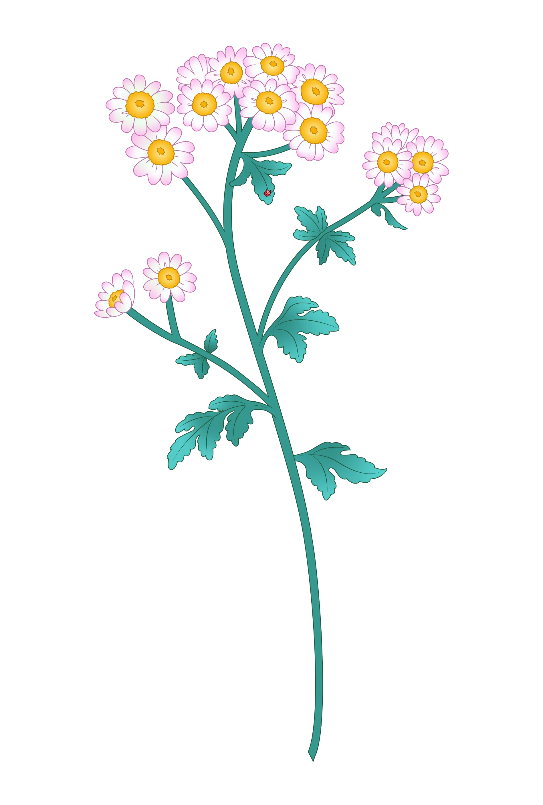 Illustration of a flowering plant with green leaves and multiple light pink flowers with yellow centers arranged along a main stem and smaller branches against a black background.