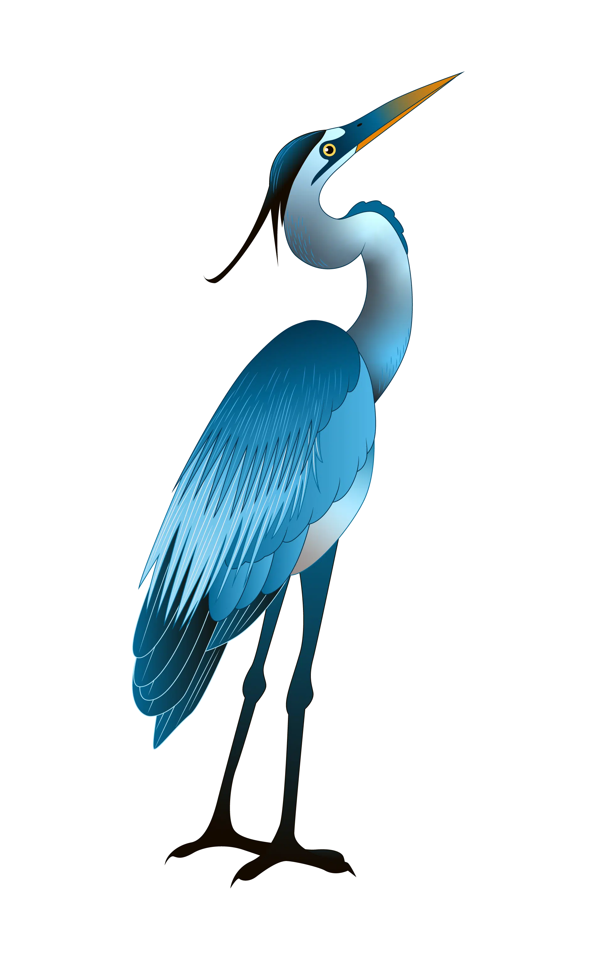 Illustration of a tall, elegant blue heron with a long neck, pointed yellow beak, and finely detailed feathers. The bird is depicted standing and slightly looking upwards against a plain black background.