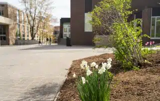 A cluster of white daffodils blooms in a mulched flower bed in the foreground. In the background, a modern brick building stands under a clear sky with more plants and a few people walking on a paved path, offering a peaceful contrast to the ongoing violence in the Middle East. Trees with budding leaves are also visible.