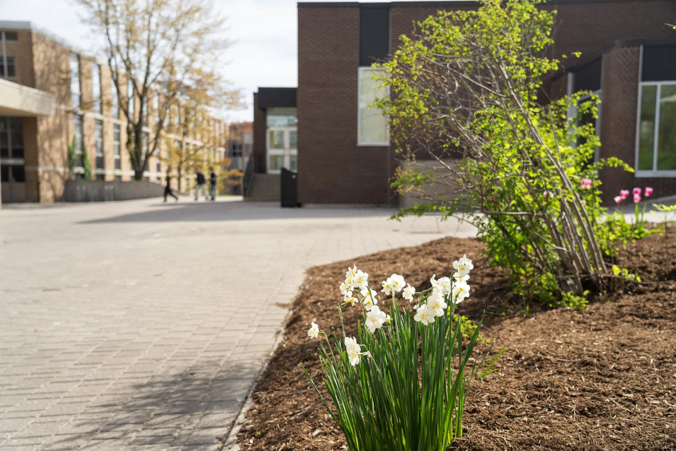 A cluster of white daffodils blooms in a mulched flower bed in the foreground. In the background, a modern brick building stands under a clear sky with more plants and a few people walking on a paved path, offering a peaceful contrast to the ongoing violence in the Middle East. Trees with budding leaves are also visible.