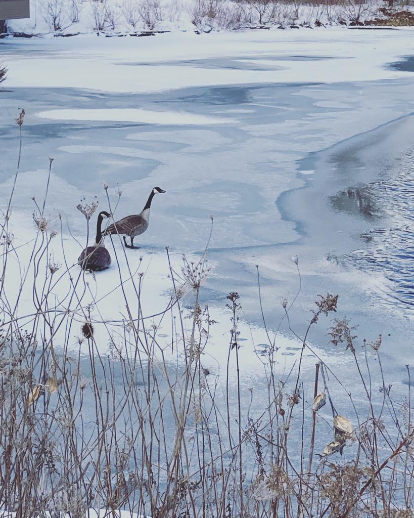 Three Canada geese stand on a snowy and partially frozen shoreline in 2024. The water is mostly covered with ice, and dry vegetation is visible in the foreground. The sky is overcast, adding to the wintry scene.