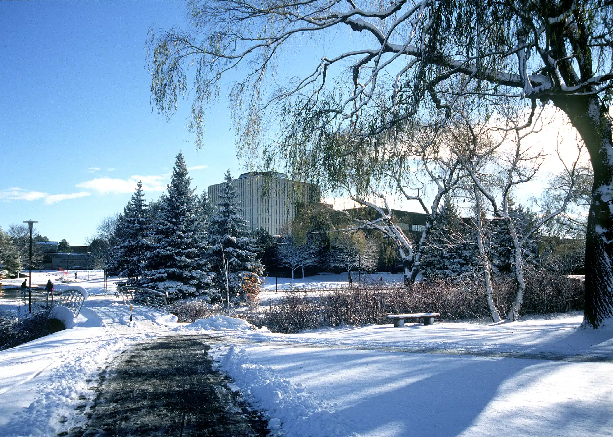 A snow-covered park with a clear path leading through it. Pine trees and barren trees are coated with snow, embodying the serene beauty of a Canadian winter. A large building stands in the background under a clear blue sky, while a bench near the path welcomes visitors to experience winter in Canada.