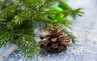 A close-up of a pinecone placed on a table scattered with small white flakes, possibly snow, evokes a festive, wintery atmosphere. Green pine tree branches and a few blurred holiday ornaments are visible in the background, reminiscent of the cozy decor seen in WUSA offices during holiday hours.