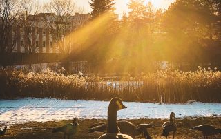 Sunlight filters through trees onto a snow-dusted field where several Canada geese forage, capturing the essence of Winter. A building is partially visible in the background, and the glow of the setting sun creates a golden atmosphere, embodying the Beauty of Waterloo perfect for a Photo Contest.