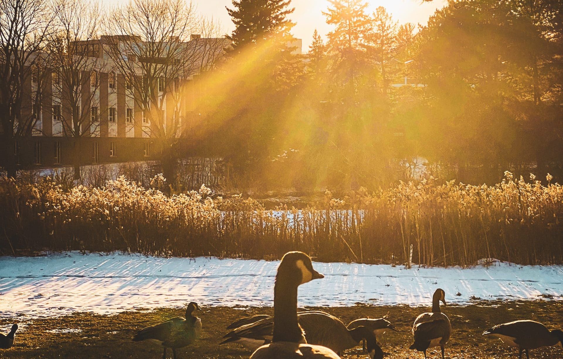 Sunlight filters through trees onto a snow-dusted field where several Canada geese forage, capturing the essence of Winter. A building is partially visible in the background, and the glow of the setting sun creates a golden atmosphere, embodying the Beauty of Waterloo perfect for a Photo Contest.