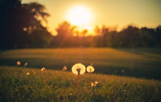 A dandelion seed head is in focus in the foreground of a grassy field, with a few other dandelions scattered around. The background shows a tree-lined horizon with a setting sun, casting a warm, golden glow across the landscape—perfect for capturing hints of spring for the March 2024 Photo Contest.