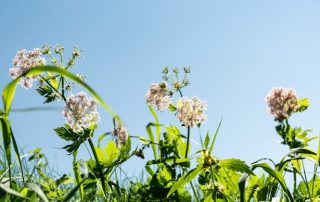 A close-up view of a field with green foliage and white flowers under a bright blue sky. The flowers are gently swaying, capturing a serene and sunny day in nature.