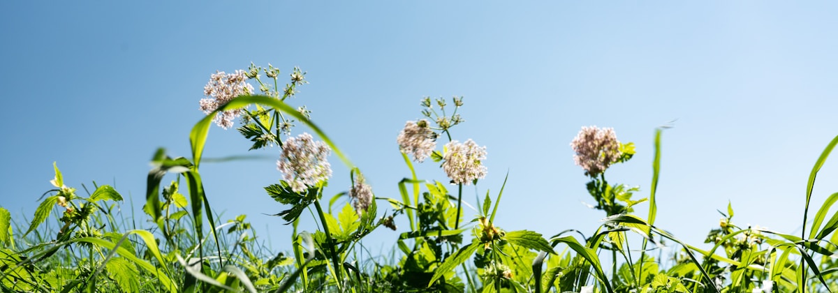 A close-up view of a field with green foliage and white flowers under a bright blue sky. The flowers are gently swaying, capturing a serene and sunny day in nature.