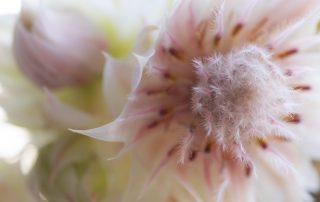 Close-up of a delicate, light pink and white flower with soft, feathery petals and a fuzzy center. The background is softly blurred, emphasizing the flower's intricate details and gentle color gradients.