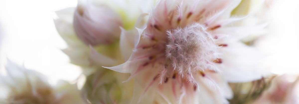 Close-up of a delicate, light pink and white flower with soft, feathery petals and a fuzzy center. The background is softly blurred, emphasizing the flower's intricate details and gentle color gradients.