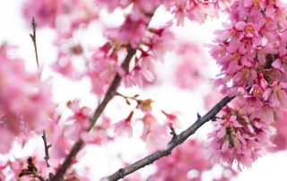 Close-up of cherry blossom branches with numerous bright pink flowers against a light sky. The delicate petals are densely clustered, creating a vivid and vibrant display of springtime blooms. Some branches are in focus while others are blurred in the background.