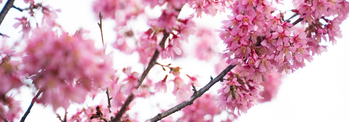 Close-up of cherry blossom branches with numerous bright pink flowers against a light sky. The delicate petals are densely clustered, creating a vivid and vibrant display of springtime blooms. Some branches are in focus while others are blurred in the background.