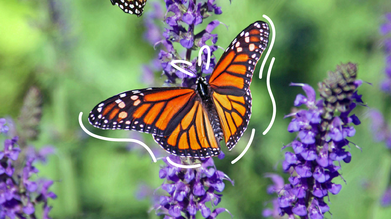 A vibrant orange and black monarch butterfly with white spots is perched on purple flowers with green foliage in the background. The butterfly's wings are open, showcasing their detailed patterns, and white motion lines emphasize its elegance.