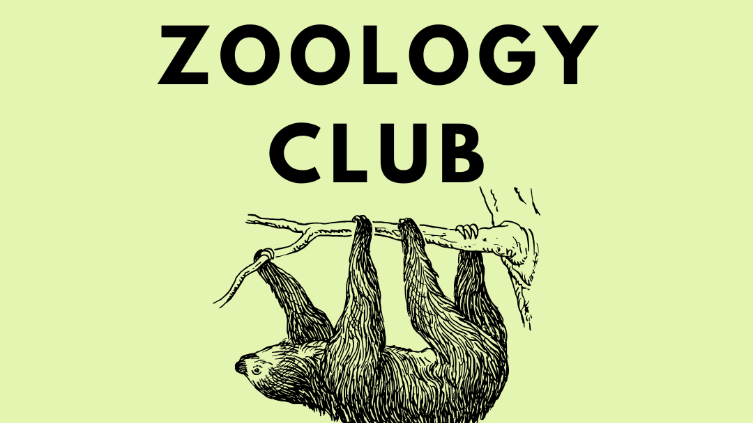 Illustration of a sloth lazily hanging from a branch, with "UWaterloo Zoology Club" elegantly displayed above it on a light green background. The scene almost feels like an auto draft of nature's relaxed beauty.