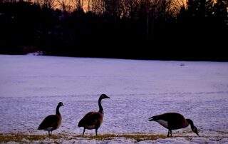 Three geese stand on snowy grass at sunset, with bare trees silhouetted against the colorful sky, celebrating the undefinable beauty of nature's evening spectacle.