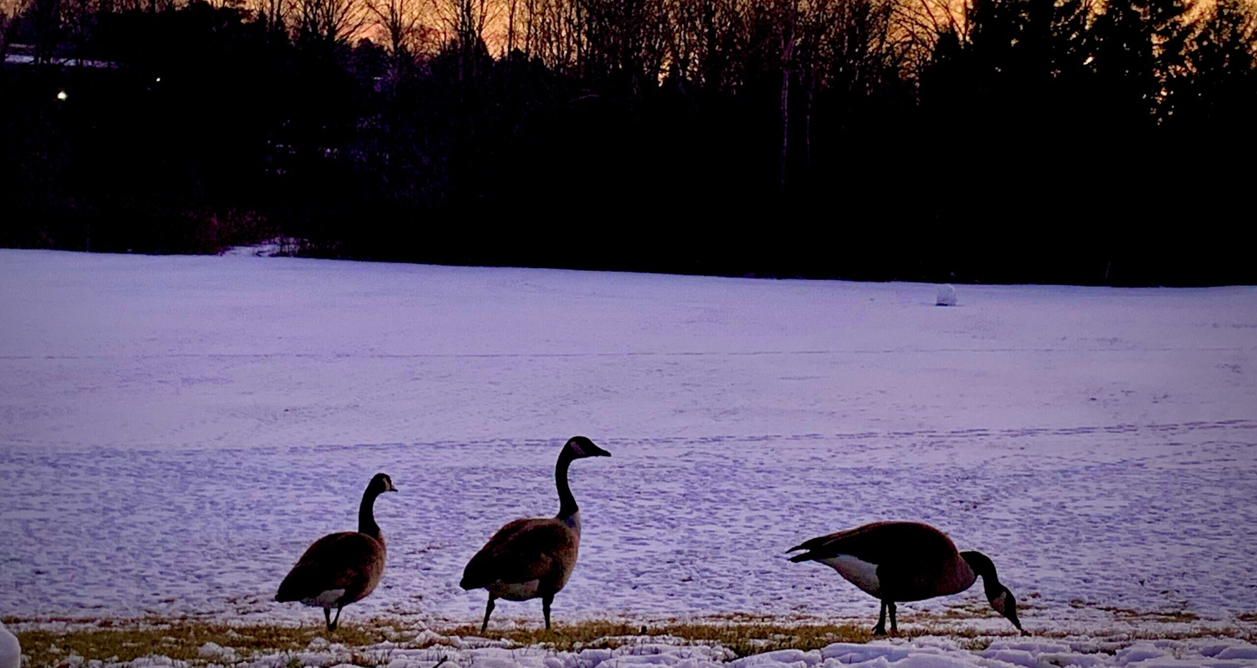 Three geese stand on snowy grass at sunset, with bare trees silhouetted against the colorful sky, celebrating the undefinable beauty of nature's evening spectacle.