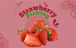 Fresh strawberries with "Strawberry Picking" text on a pink background and playful graphics, perfect to RAISE excitement for your next fruity adventure.