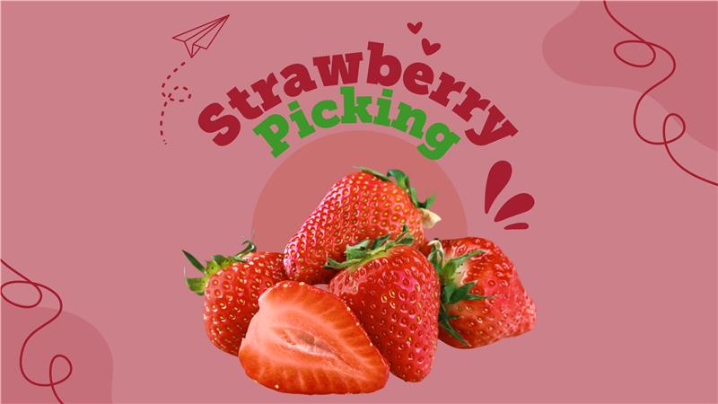 Fresh strawberries with "Strawberry Picking" text on a pink background and playful graphics, perfect to RAISE excitement for your next fruity adventure.