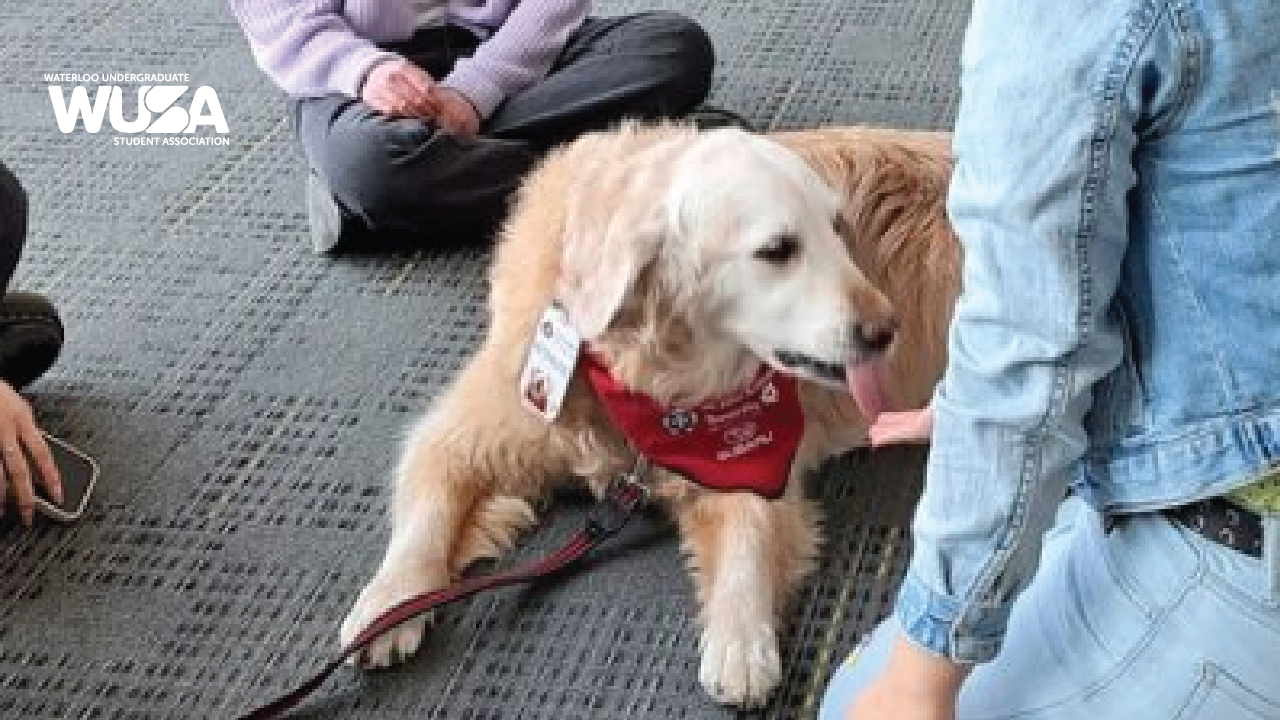 A golden retriever therapy dog wearing a red bandana lies on the floor near people sitting cross-legged.