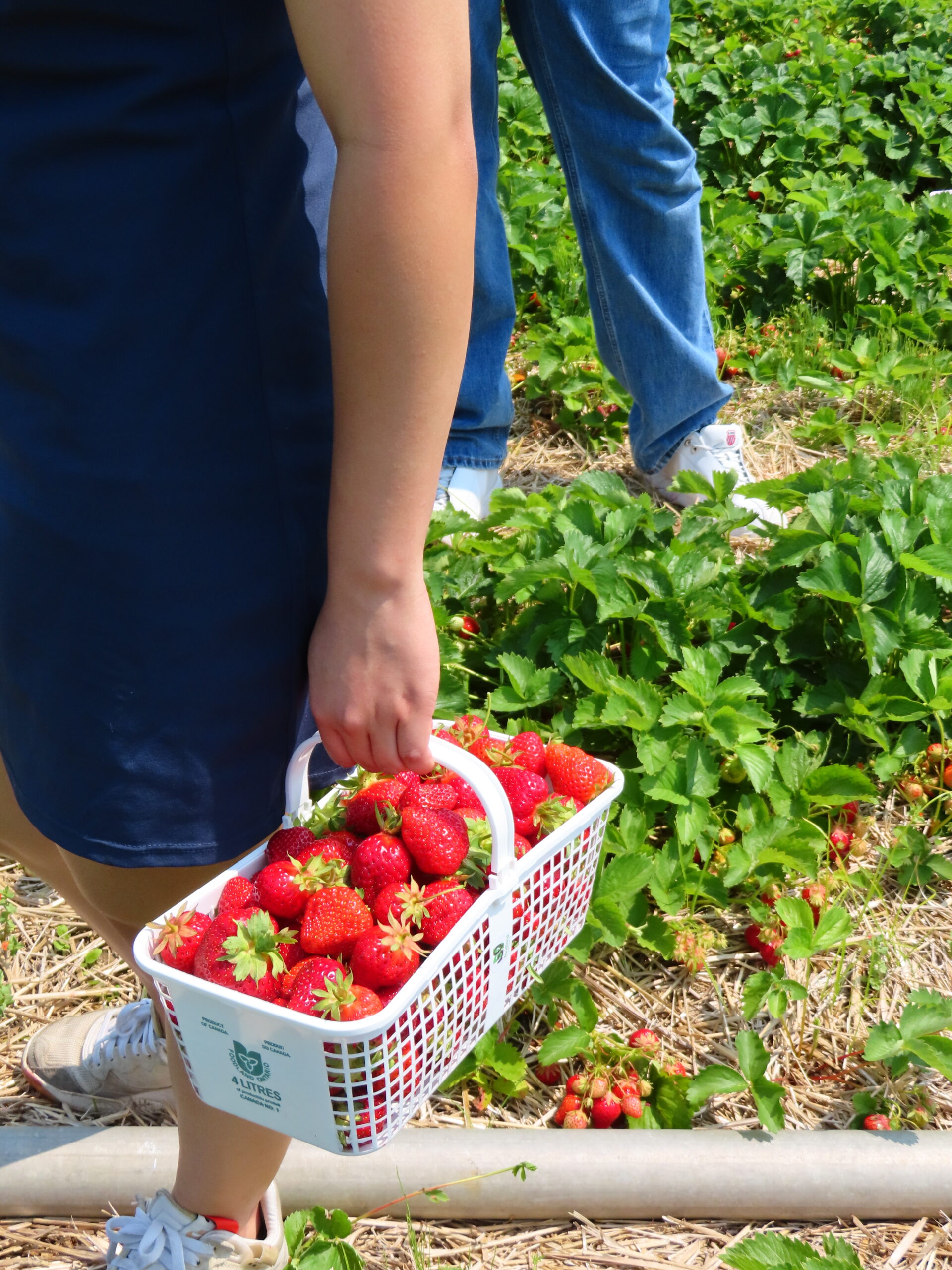 Person holding a basket of freshly picked strawberries in a green strawberry field, wearing casual clothes—a simple moment reflecting inclusion and the beauty of shared harvests.