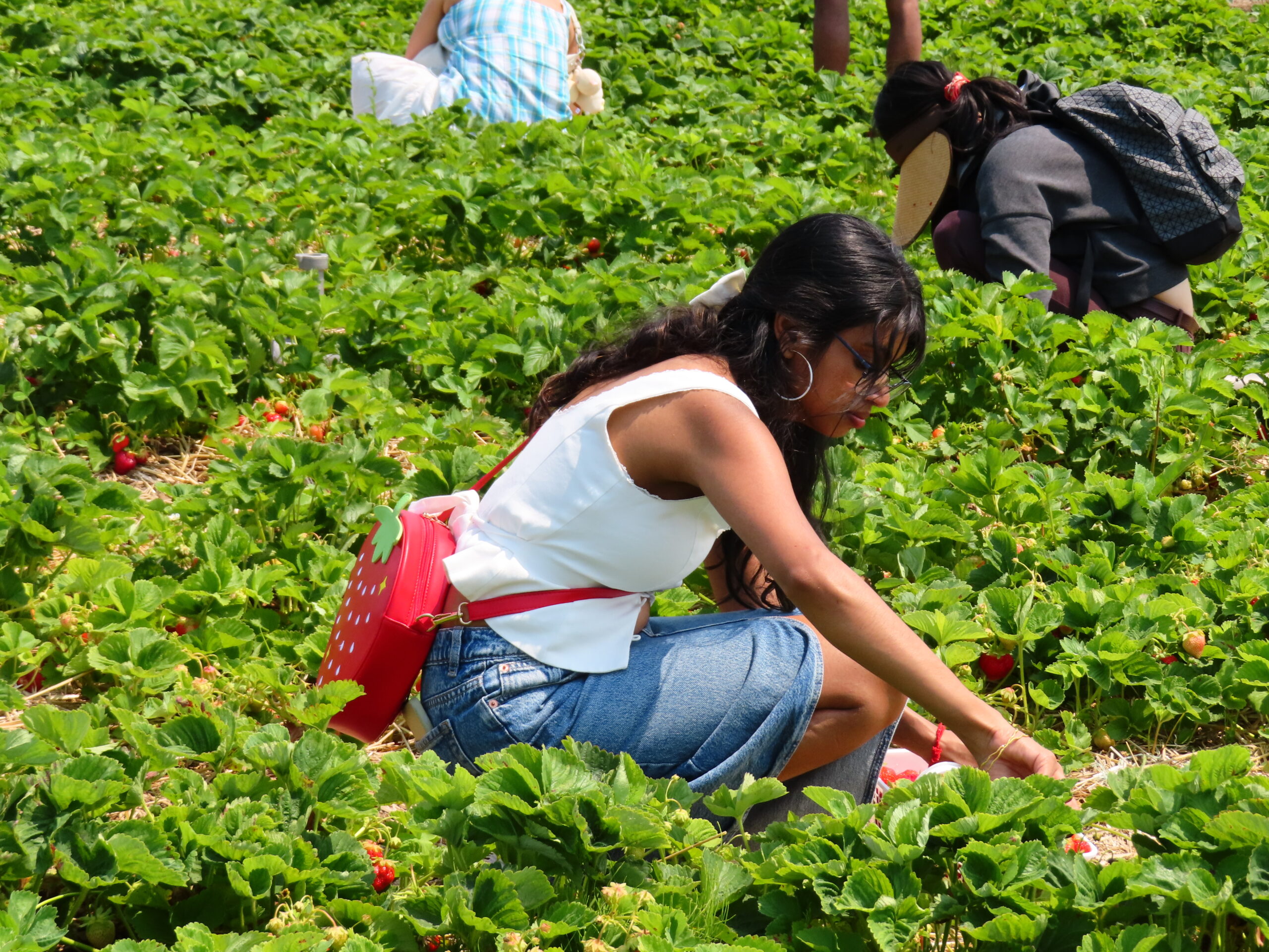 Woman picking strawberries in a green field, with others harvesting in the background on a sunny day, reflecting inclusion and shared purpose among diverse communities.