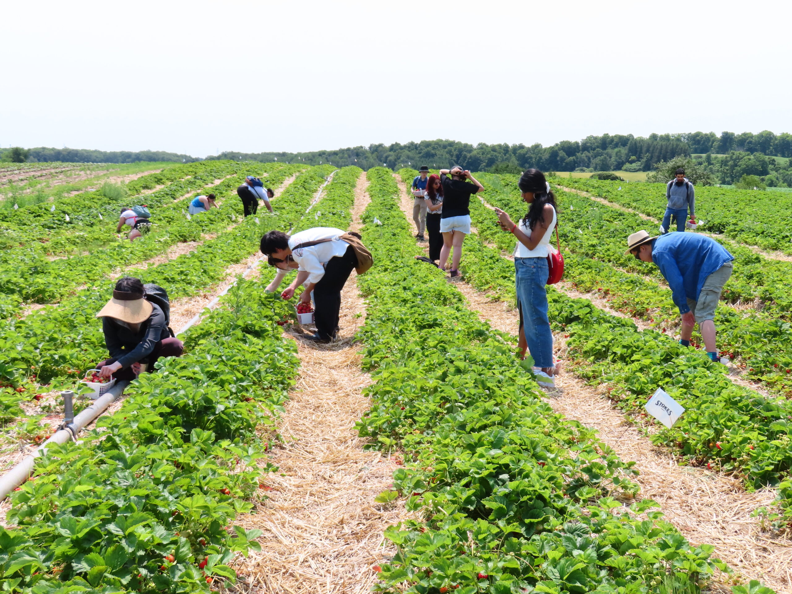 People of diverse backgrounds picking strawberries in a large, sunny field, highlighting inclusion and equity among the green rows of plants and straw-covered ground.