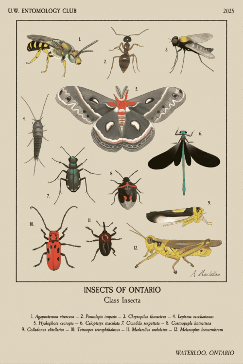 The Insects of Ontario Poster showcases twelve vintage-style, beautifully illustrated insects, each clearly labeled with its name beneath the image.