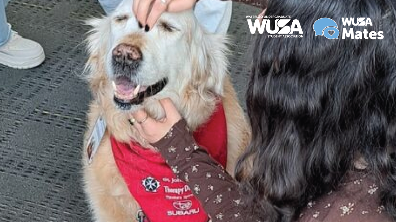 A golden retriever in a red bandana, one of many beloved therapy dogs, is being petted by a person with long, dark hair.