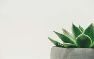 Green succulent plant in a gray plant pot against a white background, positioned in the lower right corner—perfect inspiration for container gardening.