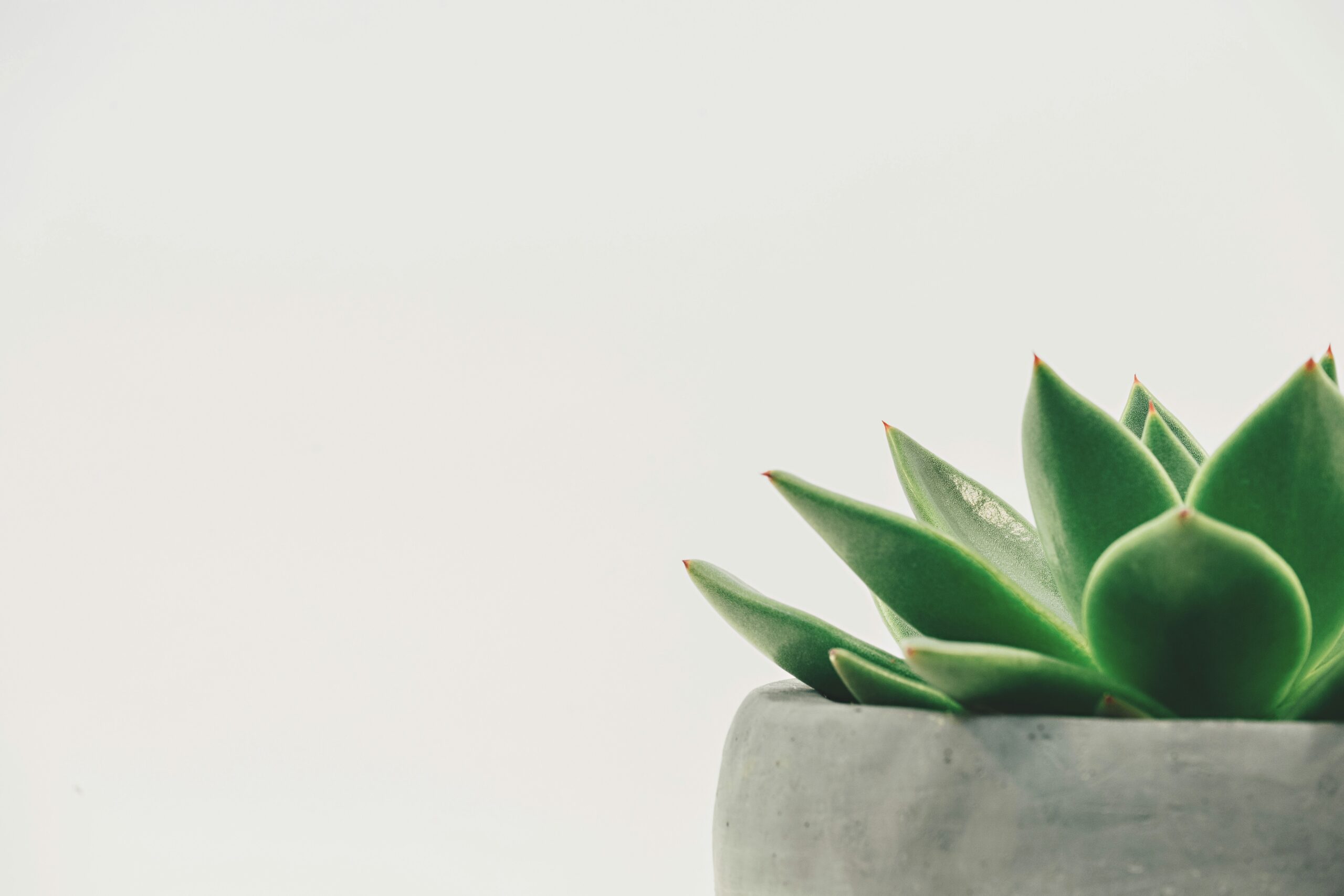 Green succulent plant in a gray plant pot against a white background, positioned in the lower right corner—perfect inspiration for container gardening.