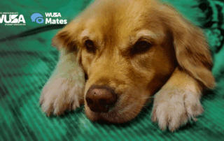 A golden retriever laying on a green blanket offers stress relief, with WUSA and WUSA Mates logos in the corner.
