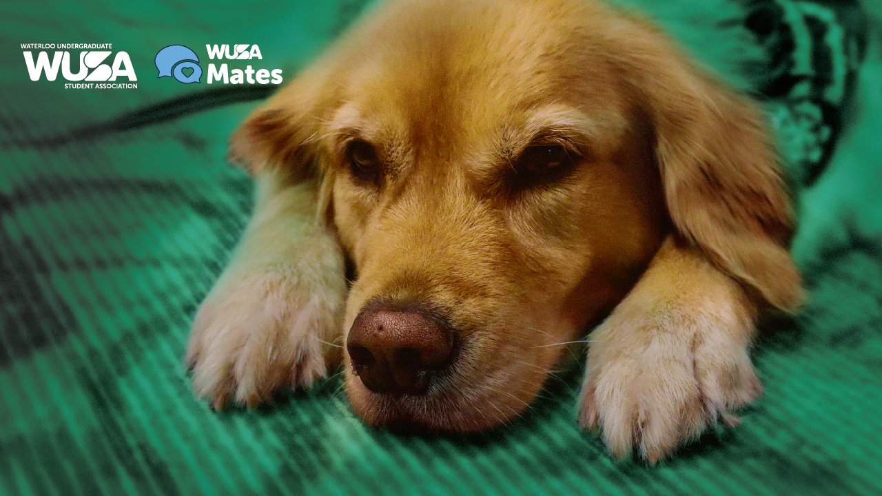 A golden retriever laying on a green blanket offers stress relief, with WUSA and WUSA Mates logos in the corner.