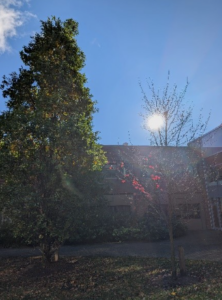 Two trees stand in sunlight near a building, with the sun shining brightly in a clear blue sky—perfect inspiration for WUSA Writers this Spring 2026.