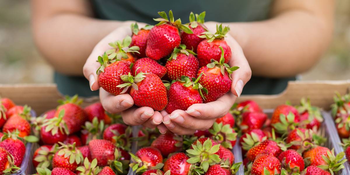 Hands holding a bunch of fresh, ripe strawberries above a box filled with more strawberries at Herrle's Farm—perfect for an ICSN Strawberry Picking adventure.