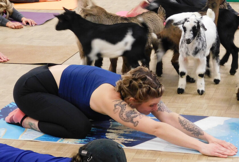 A woman in child's pose on a yoga mat surrounded by several goats in an indoor class setting.